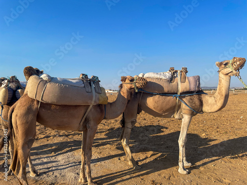Εκτύπωση καμβά Camels or dromedaries in the desert
