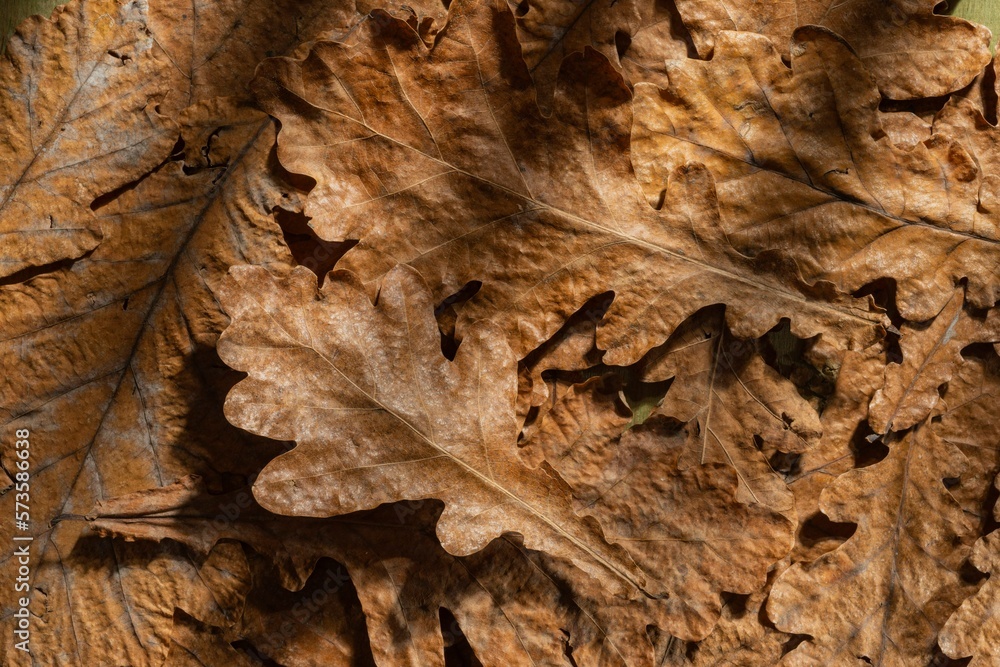 Dry oak leaves on a dark autumn background. Abstract texture Dry oak leaves on a dark autumn background. Abstract texture