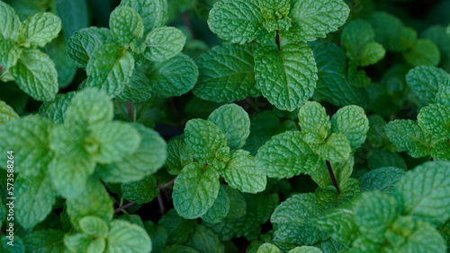 Photos Fresh peppermint trees in organig garden.