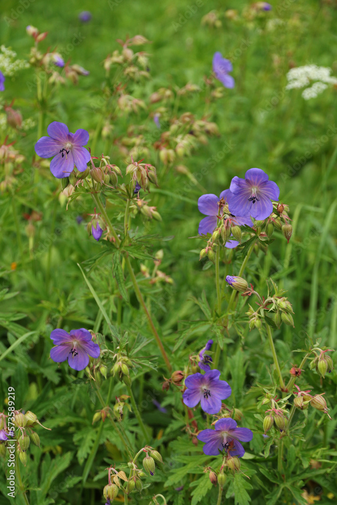 Meadow geranium on a meadow near Havranok, Slovakia Meadow geranium on a meadow near Havranok, Slovakia