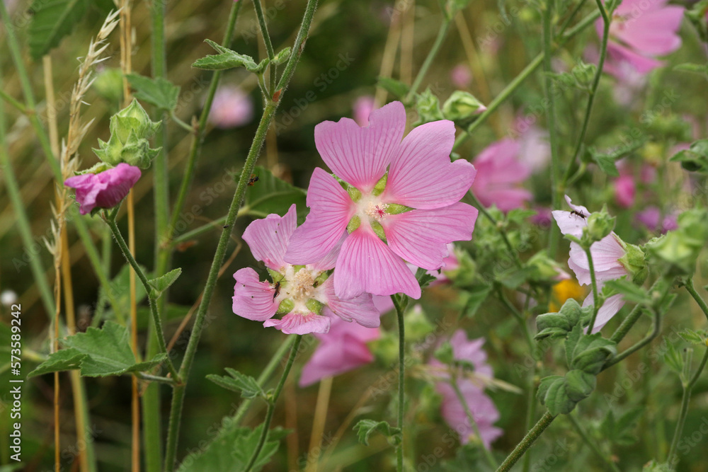 Malva - musk mallow on a meadow near Havranok, Slovakia Malva - musk mallow on a meadow near Havranok, Slovakia