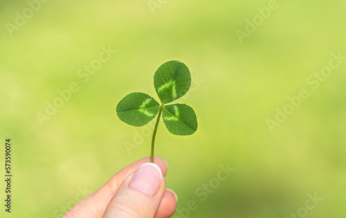 Clover in hand on bright green background of nature. Shamrock symbol of Ireland St. Patrick's Day