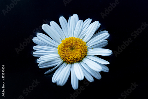 Daisy chamomile flowers on dark background. View with copy space