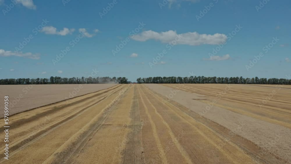 Drone Flight above Yellow Wheat Field. Rural Aerial View of Crop Harvest. Summer Countryside Landscape Drone Flight above Yellow Wheat Field. Rural Aerial View of Crop Harvest. Summer Countryside Landscape