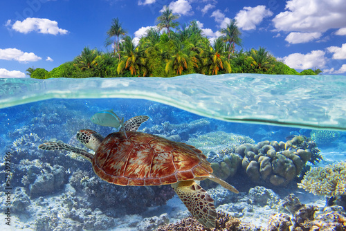 Green turtle swimming in the tropical water