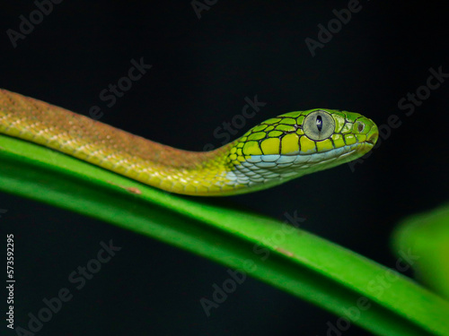 snake on tree green tree python boiga cyanea dangerous snake