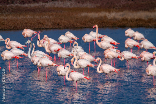 pink flamingo park of po comacchio photo