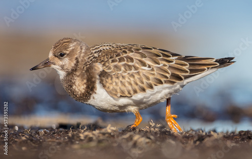 Wallpaper Mural Ruddy Turnstone -  at the sea shore on autumn migration way Torontodigital.ca