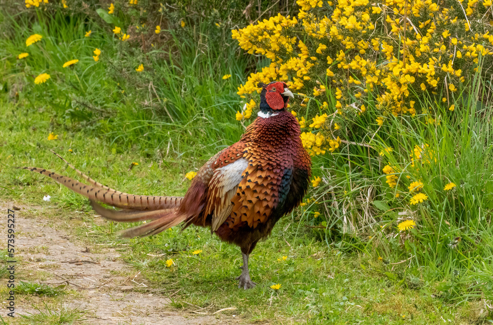 Fototapeta premium pheasant male in the grass