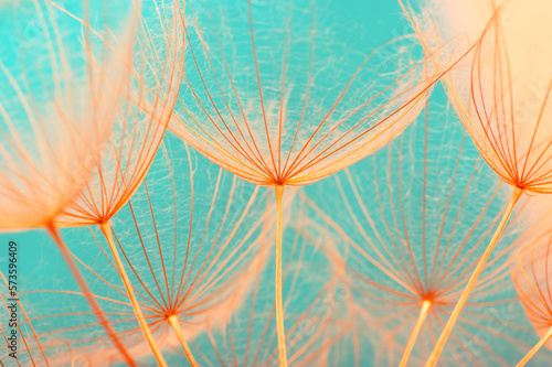Dandelion flower background closeup © Alekss