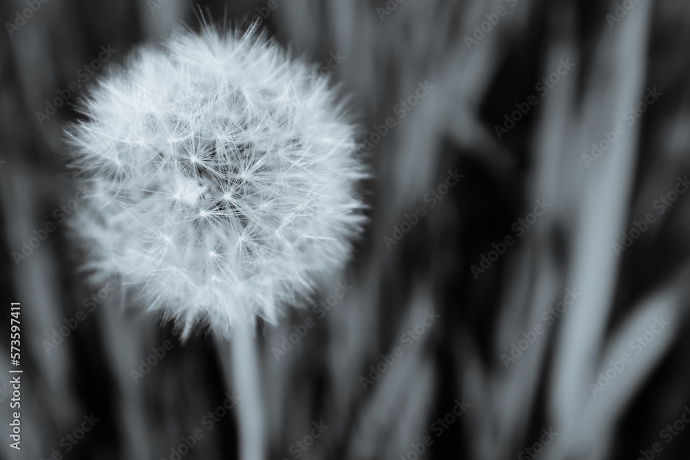 Obraz premium Fluffy dandelion for post, screensaver, wallpaper, postcard, poster, banner, cover, website. A place for your design or text. Gray toned high quality photo