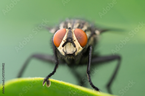 Close-up of a housefly (Musca domestica)