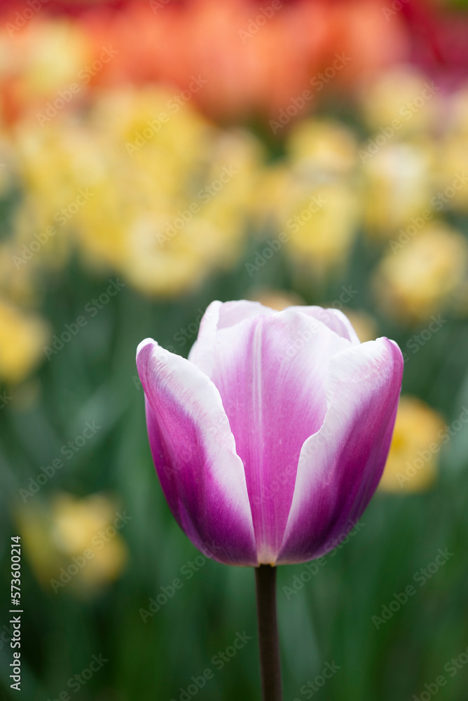 One red tulip in a field of flourishing white tulips in the sping. One red tulip in a field of flourishing white tulips in the sping.