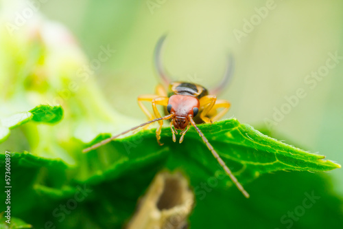 Isolated close-up of an earwig on a leaf looking at you (Dermaptera) photo