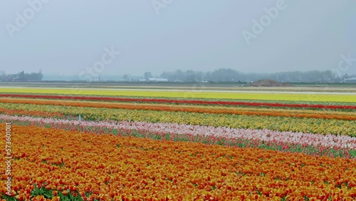 Wallpaper Mural Spring tulip field in garden, Lisse, Amsterdam Netherlands Torontodigital.ca