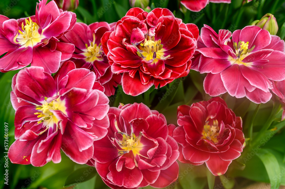 Red tulips beautiful bouquet of flowers. View from above. Red tulips beautiful bouquet of flowers. View from above.