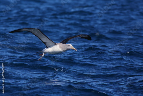 A Salvin's albatross or Salvin's mollymawk - Thalassarche salvini - taking off from the sea, with blue sea background, off Kaikoura, South Island, New Zealand photo