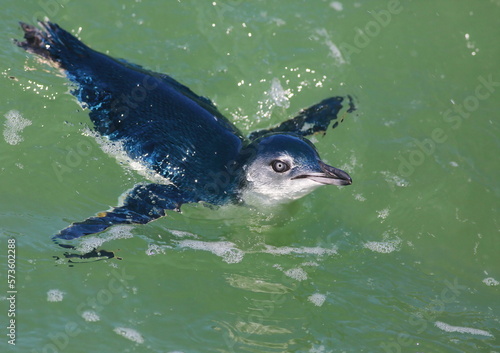 Close-up shot of a Little penguin - Eudyptula minor - swimming in the sea near the city wharf in Dunedin  Otago  New Zealand