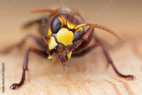Isolated close-up of a hornet (Vespa crabro)