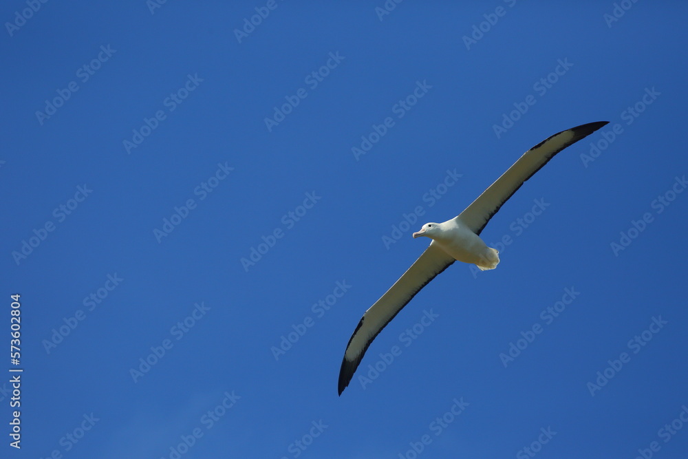Fototapeta premium A Royal Albatross (Diomedea epomophora) in flight, with a blue sky background, off Taiaroa Head, Otago Peninsula, New Zealand
