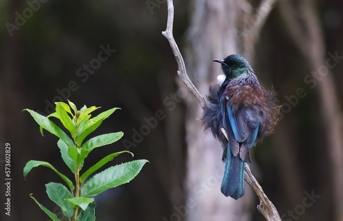 A Tui (Prosthemadera novaeseelandiae) - a New Zealand endemic honeyeater - perching on a tree branch, with a blurred forest background, in a park near Dunedin, Southland, New Zealand photo