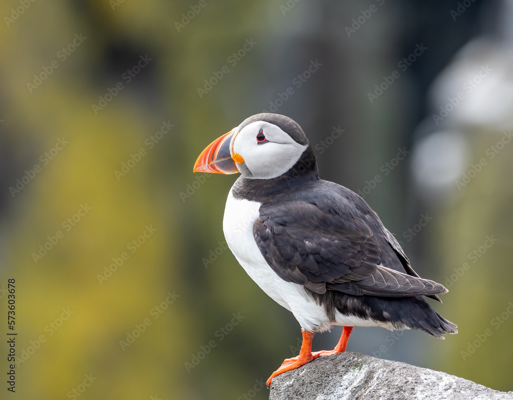 Fototapeta premium Puffins perched on a rock