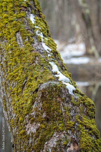 Fototapeta Naklejka Na Ścianę i Meble -  Snow covered Trees in Winter