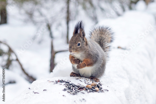 A fluffy forest wild squirrel sits on the snow eating seeds and peanuts.