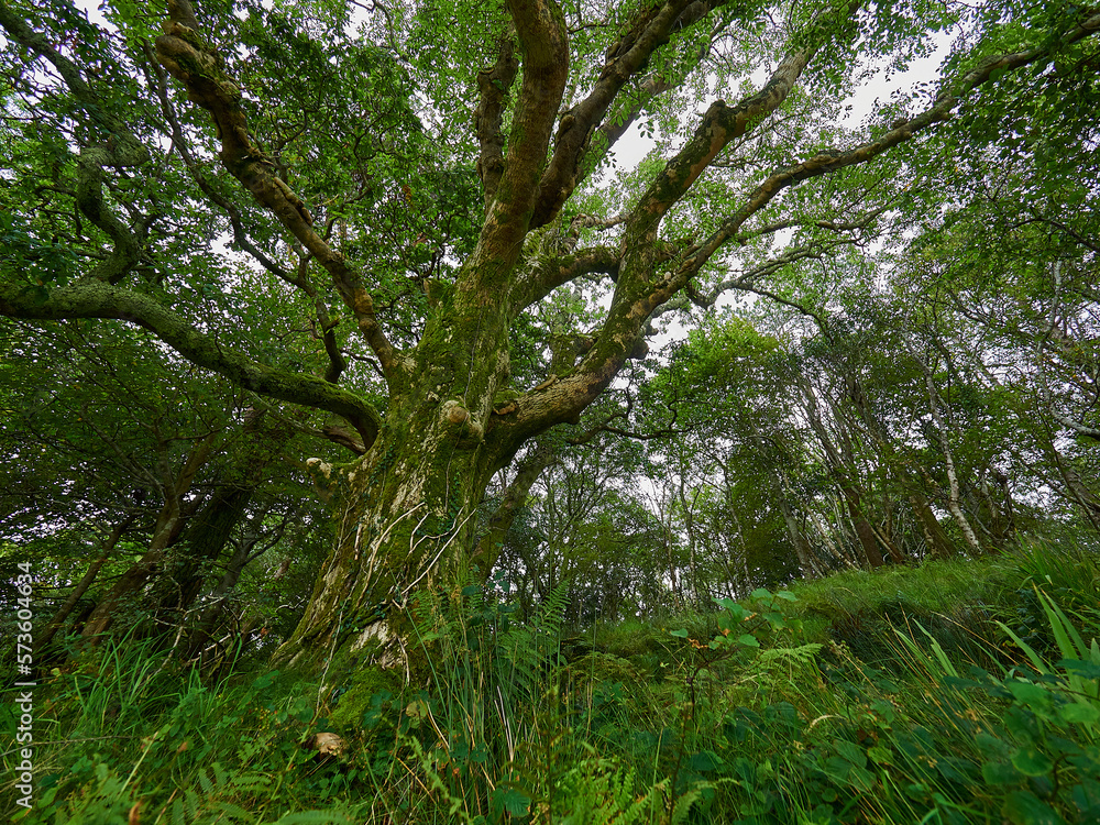 Obraz premium old crooked tree in lush and green dense forest