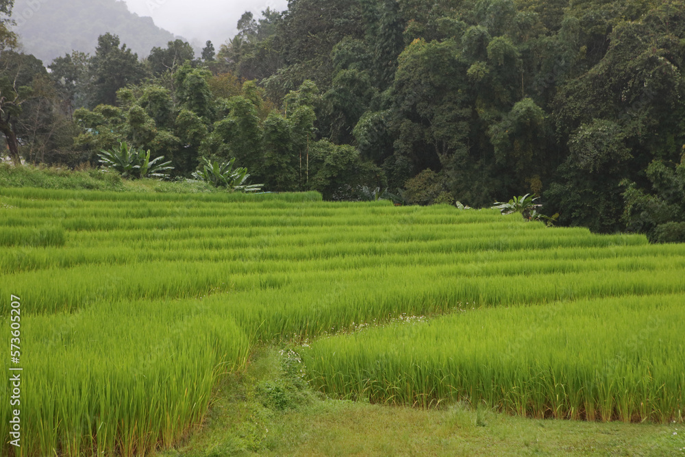 The rice fields of Ban Mae Klang Luang village in Doi Inthanon National Park, Thailand