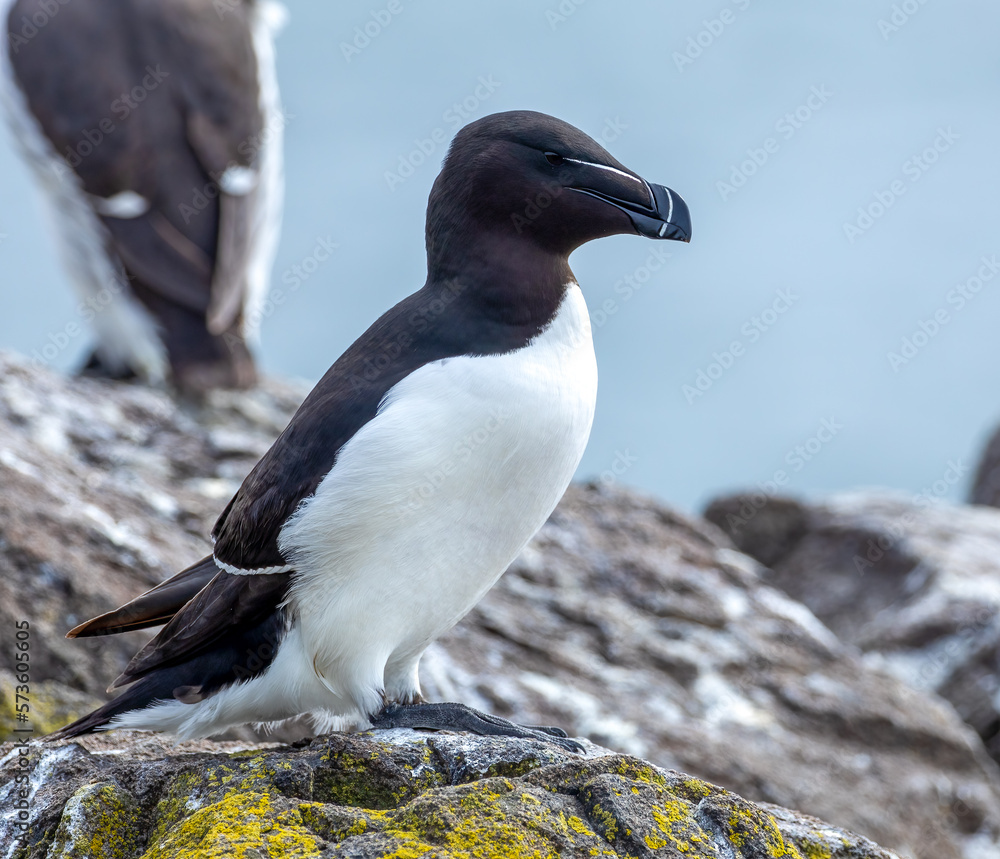 Obraz premium Razorbill on rock