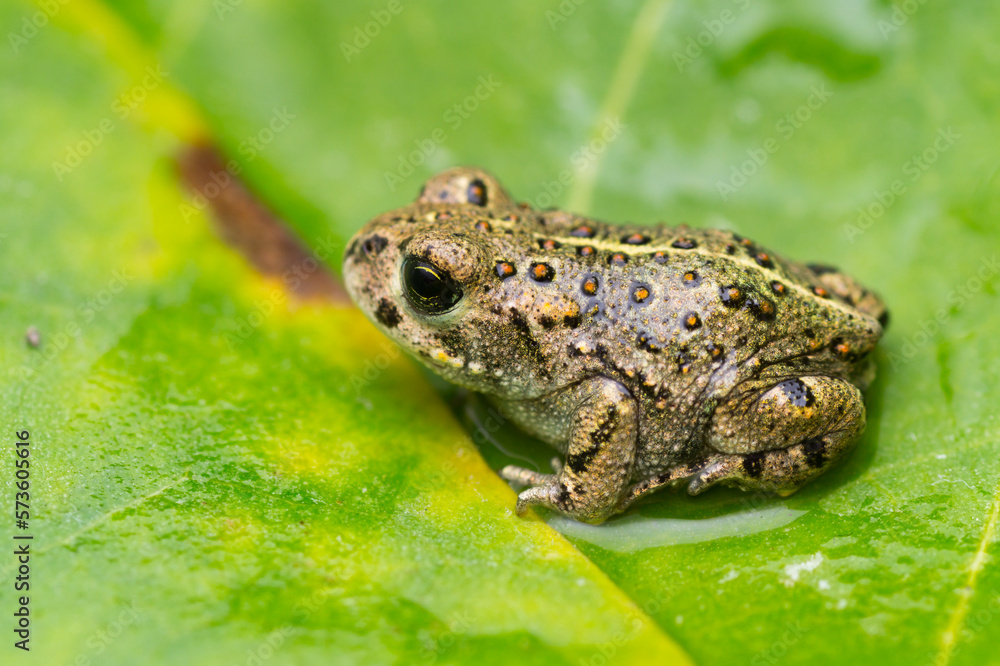 Close-up of a natterjack toad on a green leaf (Epidalea calamita) Close-up of a natterjack toad on a green leaf (Epidalea calamita)