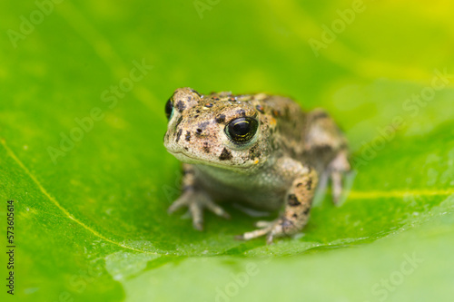 Close-up of a natterjack toad on a green leaf (Epidalea calamita) photo