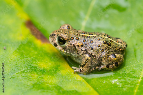 Close-up of a natterjack toad on a green leaf (Epidalea calamita) photo