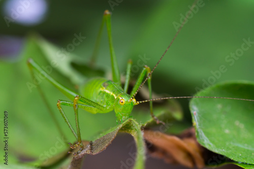 Close-up of a great green bush cricket (Tettigonia viridissima)