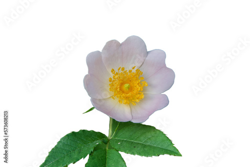 Pretty pale pink color wild rose called Dog Rose.
