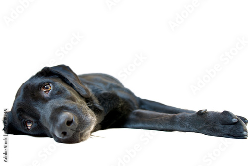 Front view of a pretty black labrador retriever  dog languidly lying on side and looking at the camera with a great candor and soul. photo
