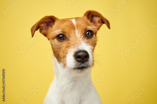Curious interested dog looks into camera. Jack russell terrier closeup portrait on yellow background. Funny pet © Lazy_Bear