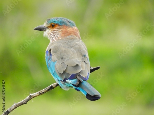 Roller bird