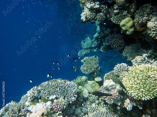 Fototapeta Naklejka Na Ścianę i Meble -  Diving in Blue Hole - Dahab