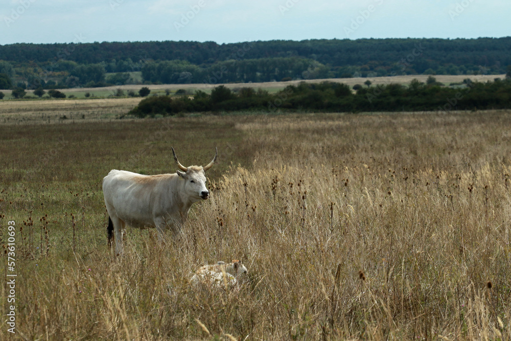 Cows on the meadow near Tihany, Hungary Cows on the meadow near Tihany, Hungary