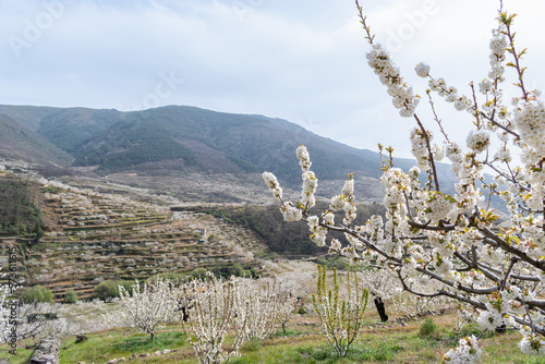 The flowering of the cherry trees in the Jerte Valley, in the north of Cáceres, Extremadura, Spain photo