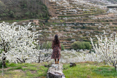 Beautiful brunette young woman in a flowery dress in the flowering of the cherry trees in the Jerte Valley, in the north of Cáceres, Extremadura, Spain
