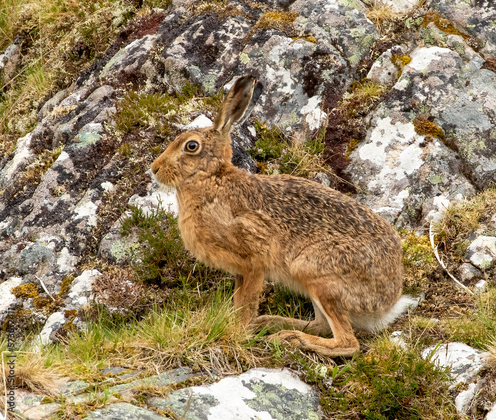 Fototapeta premium Brown hare in the mountains
