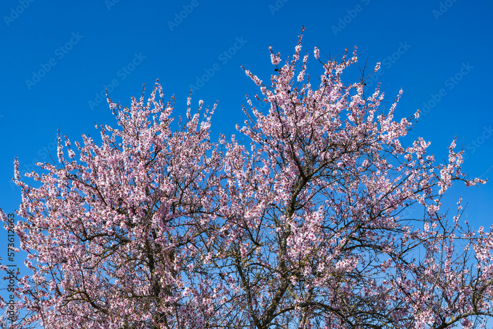 Almond blossoms against the blue sky near Edenkoben/Germany in Rhineland-Palatinate Almond blossoms against the blue sky near Edenkoben/Germany in Rhineland-Palatinate