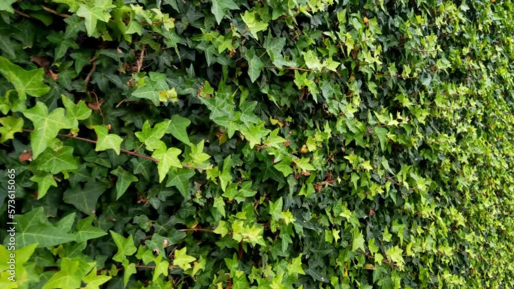 The camera monitors the green plants and bushes in the park or garden. The camera monitors the green plants and bushes in the park or garden.