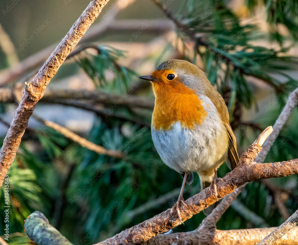 Fototapeta premium robin on branch
