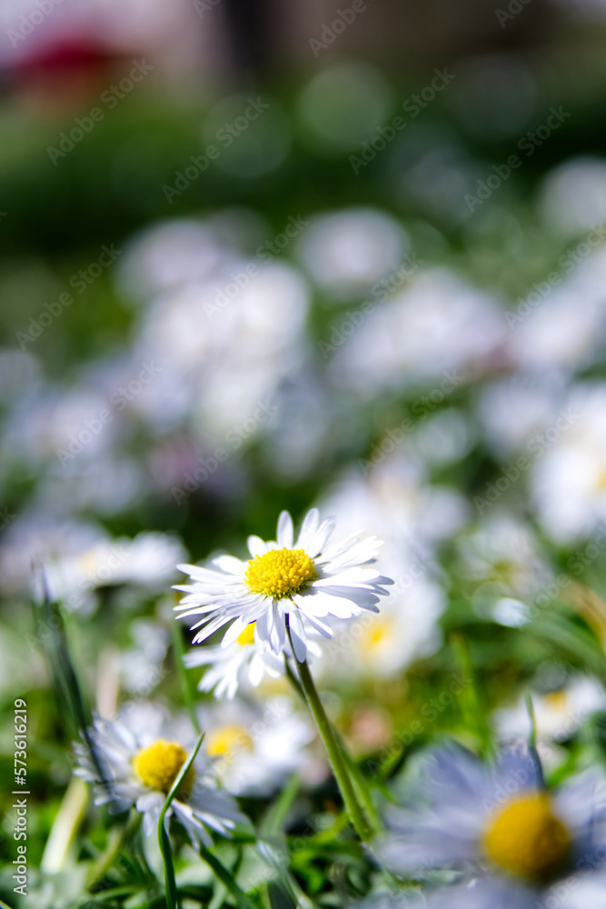 Wild daisy flowers in green grass close up Wild daisy flowers in green grass close up