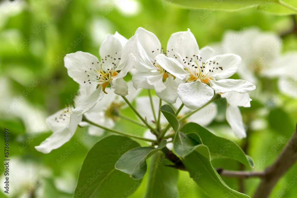 Fototapeta premium Delicate apple tree flowers on a branch in spring close-up.