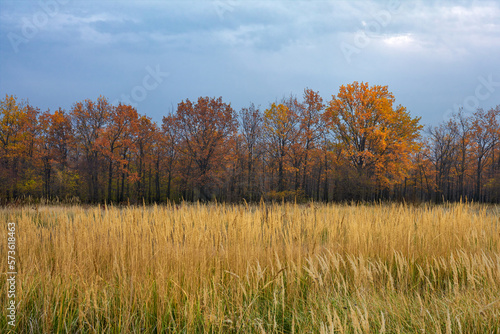 Autumn forest and golden field of spikelets of grass in October.